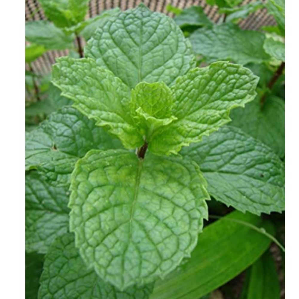 4 Spearmint plant